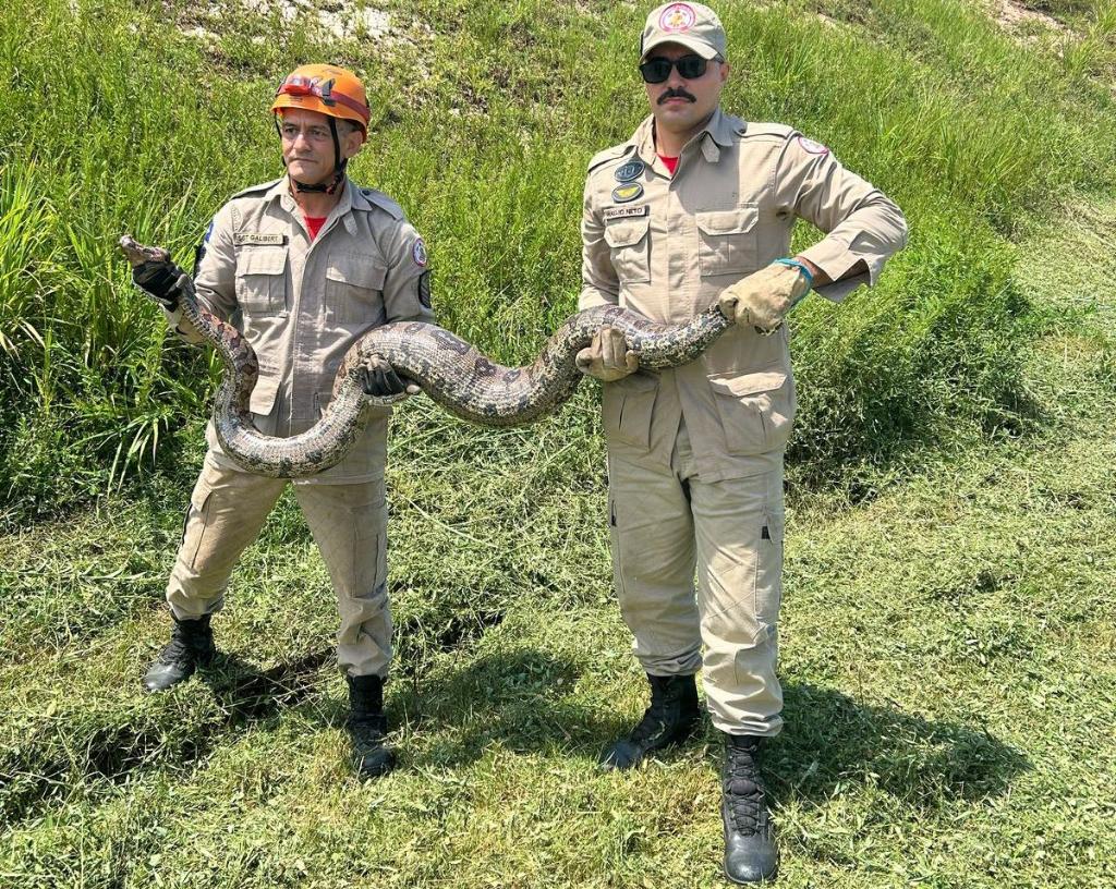 Corpo de Bombeiros resgata jiboia de cerca de 4 metros e cão pitbull
